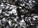 SX06036 Long-eared owl (Asio otus).jpg
